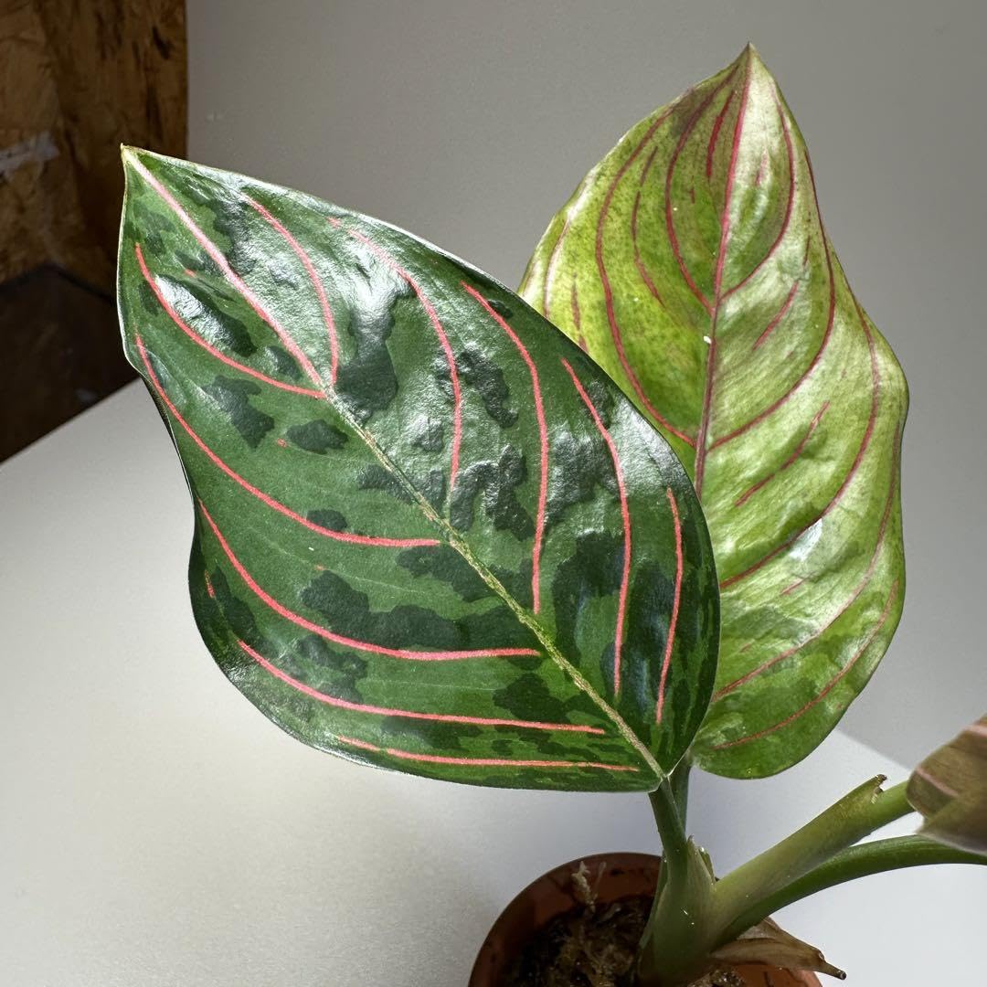 アグラオネマ ミュータント 極美株 Aglaonema Mutant 【公式通販】